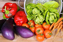 Freshly harvested home grown organic salad vegetables, washed in colander and ready for the kitchen, lettuce, peppers, aubergines, tomatoes, carrot, UK