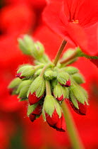 Garden geranium {Pelagonium sp} new flowers breaking bud, UK, August