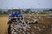 Tractor ploughing in cereal stubble, with Black Headed Gulls {Larus ridibundus} following the plough, Norfolk, UK, September