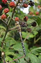Migrant Hawker dragonfly {Aeshna mixta} mature male resting on blackberries in autumn hedgerow, Norfolk, UK, September