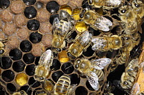 European Honey bee {Apis mellifera} brood chamber in hive, Norfok, UK, September