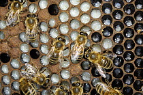 European Honey bee {Apis mellifera} brood chamber in hive showing larvae, Norfok, UK, September