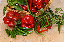 Selection of freshly picked organic Sweet and Chilli Peppers, in rustic basket on country kitchen table, UK