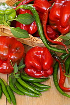 Selection of freshly picked organic Sweet and Chilli Peppers, in rustic basket on country kitchen table, UK