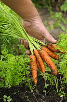Gardeners hands holding carrots, 'Nanco' {Daucus carota} UK, September,