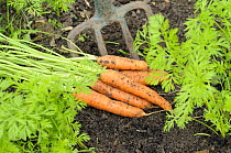 Digging freshly grown carrots, 'Nanco' {Daucus carota} UK, September,