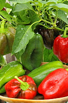 Home grown greenhouse peppers {Capsicum annuum} 'lany', freshly picked in bowl, ready for kitchen, UK