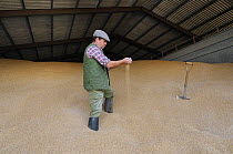 Farmer inspecting stored wheat crop in grain store, Norfolk, UK, September