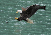 Bald Eagle (Haliaeetus leucocephalus) swooping for a fish in the sea, Alaska, USA, June