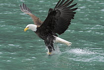 American Bald Eagle (Haliaeetus leucocephalus) swooping catching a fish in the sea, Alaska, USA, June