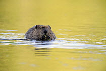 American Beaver (Castor canadensis) in lake with twig in mouth, Alaska, USA, June