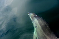 Bottlenose Dolphin (Tursiops truncatus) viewed from above, Cardigan Bay, Wales, UK May