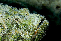 Devil Scorpionfish (Scorpaenopsis diabolus) camouflaged against rocks, Red Sea, Egypt, July