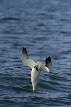 Gannet (Morus bassanus) diving into the sea, Cardigan Bay, Wales, May