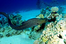 Giant Moray eel (Gymnothorax javanicus) swimming amongst coral, Red Sea, Egypt, July