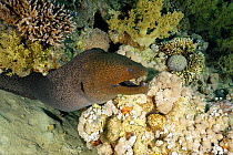 Giant Moray eel (Gymnothorax javanicus) amongst coral, Red Sea, Egypt, July