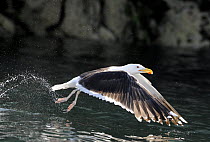 Great Black-backed Gull (Larus marinus) taking off from the sea, Cardigan Bay, Wales, UK, June