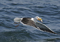 Great Black-backed Gull (Larus marinus) taking off from the sea with a fish in its beak, Cardigan Bay, Wales, UK, May