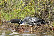 Great Northern Diver / Common loon (Gavia immer) on nest, Alaska, USA, June