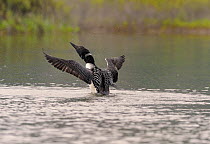 Great Northern Diver / Common loon (Gavia immer) male displaying, Alaska, USA, June