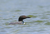 Great Northern Diver / Common loon (Gavia immer) on water, Alaska, USA, June