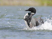 Great Northern Diver / Common loon (Gavia immer) male displaying, ALaska, USA, June