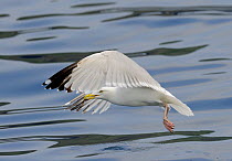 Herring Gull (Larus argentatus) taking off from the sea with a fish, Cardigan Bay, Wales, UK, May