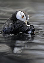 Horned Puffin (Fratercula corniculata) resting on water with head under wing, Alaska, USA, June. Captive bird.