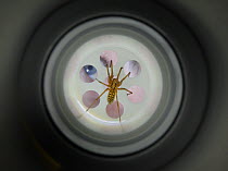 View of a house spider (Tegenaria gigantea) from inside the drain looking upwards at a face looking down into the tub, UK, January 2008