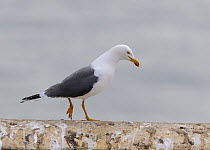 Lesser Black-backed Gull (Larus fuscus) walking along top of a wall, South Stack, Wales, UK, April