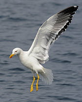 Lesser Black-backed Gull (Larus fuscus) flying, about to land on the sea, Cardigan Bay, Wales, UK, May