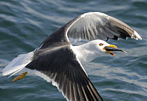 Lesser Black-backed Gull (Larus fuscus) flying over  sea with fish in its beak, Cardigan Bay, Wales, UK, May