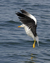 Lesser Black-backed Gull (Larus fuscus) about to land on the sea, Cardigan Bay, Wales, UK, May