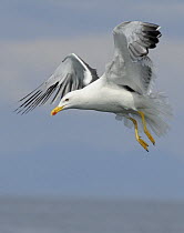 Lesser Black-backed Gull (Larus fuscus) flying over the sea searching for food, Cardigan Bay, Wales, UK, May