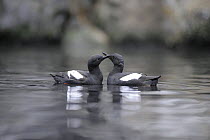 Pigeon Guillemot (Cepphus columba) courting pair on water, Alaska, USA, June. Captive bird.