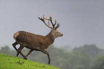 Red Deer Stag (Cervus elaphus) running down a hill in the rain, captive, Cheshire, UK, September