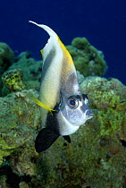 Red Sea Bannerfish (Heniochus intermedius) Red Sea, Egypt, July
