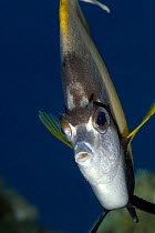 Red Sea Bannerfish (Heniochus intermedius) Red Sea, Egypt, June
