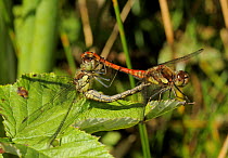 Ruddy Darter dragonfly (Sympetrum sanguineum) mating pair, Clwyd, Wales, UK, August
