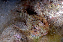 Short-spined scorpionfish (Myoxocephalus scorpius) Cardigan Bay, Wales, UK, May