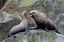 Steller Sea Lion (Eumetopias jubatus) young male courting a female, Alaska, USA, June