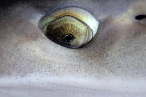 Tope shark (Galeorhinus galeus) close-up of eye, Cardigan Bay, Wales, UK, May 2008