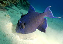 Blue Triggerfish (Pseudobalistes fuscus) feeding in sand, Red Sea, Egypt, July