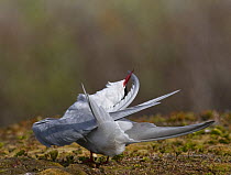 Arctic Tern {Sterna paradisaea} preening the tip of its wing feather, Varanger, Norway