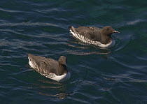 Normal (right) and bridled forms of Common guillemot {Uria aalge} on the sea, Varanger, Norway