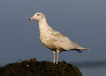 Immature (2nd winter plumage) Glaucous Gull {Larus hyperboreus} feeding on shoreline, Varanger shore, Norway
