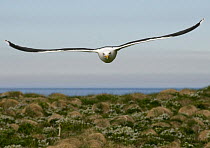 Greater black-backed gull {Larus marinus} in flight attack, Honoya island, varanger, Norway