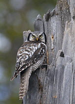 Hawk Owl {Surnia ulula} male at nest site, Lapland, Finland