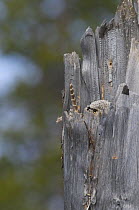 Hawk Owl {Surnia ulula} adult on nest keeping a watchful eye, Lapland, Finland