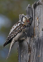 Hawk Owl {Surnia ulula} male bringing vole prey (Clethrionomys rufocanus) to the nest to feed female, Finnish Lapland